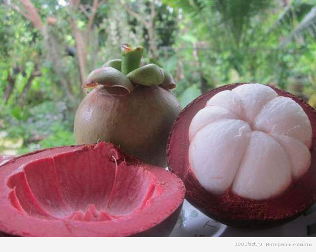 экзотический фрукт мангустин
