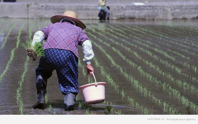 выращивание риса в Японии