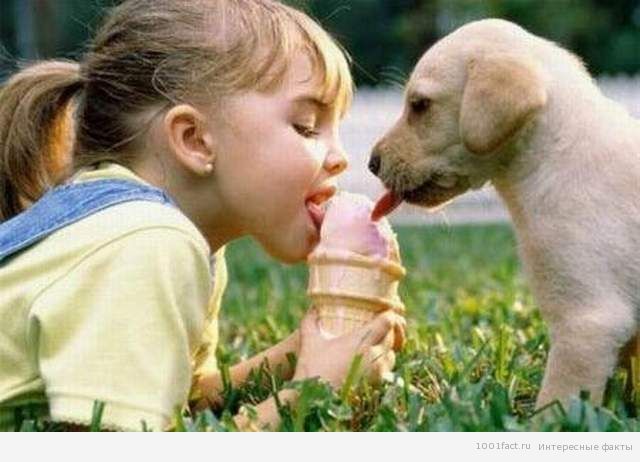 мороженое_для собак