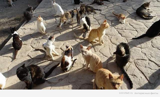 множество кошек
