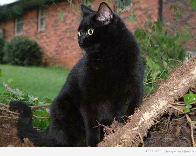 приметы про черных кошек
