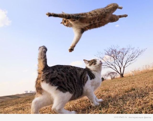 кошка в прыжке
