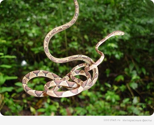 амазонская ремневидная змея