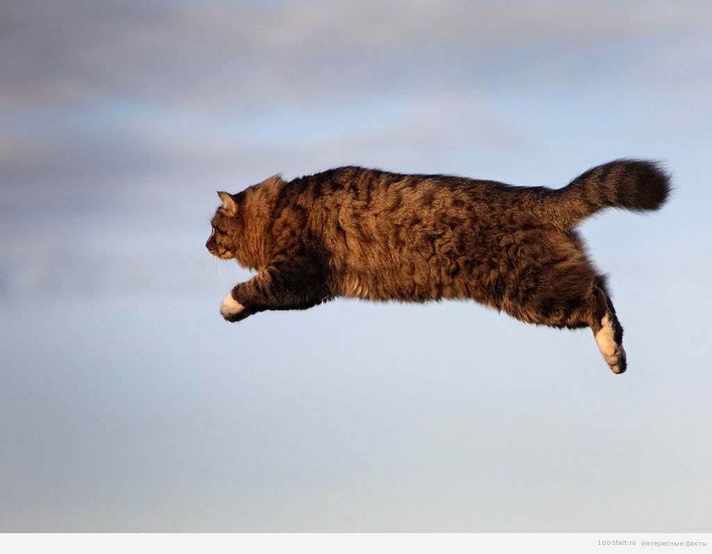 кошка прыгает