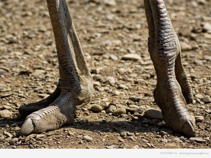 ноги страуса