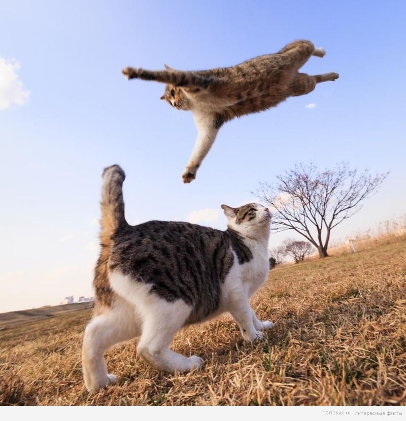 прыжок_кошки