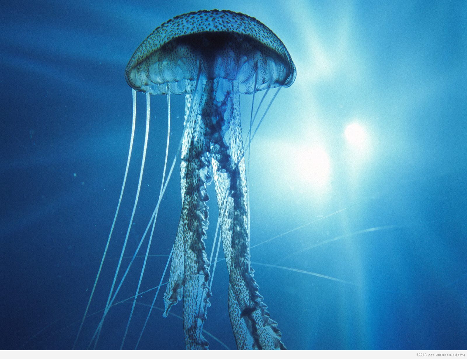 ядовитые медузы
