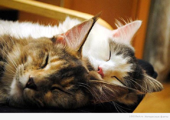 спящие кошки