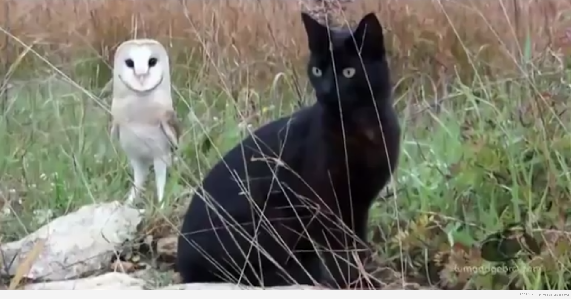 кот и сова
