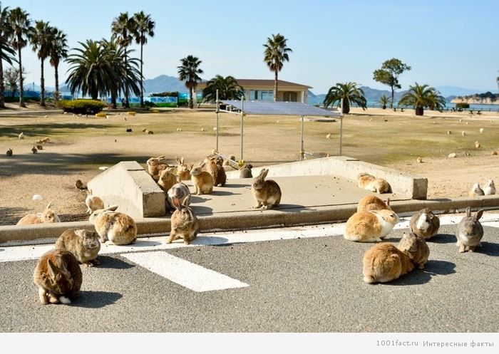 кролики на острове Окуносима